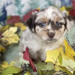 Sam - Red merle male Miniature Australian Shepherd puppy in Granbury, Texas from Texas Miniature Aussies