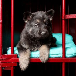 German Shepherd Puppies from Westbound German Shepherds