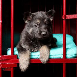 German Shepherd Puppies from Westbound German Shepherds