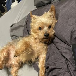 Teddy - Yorkshire Terrier