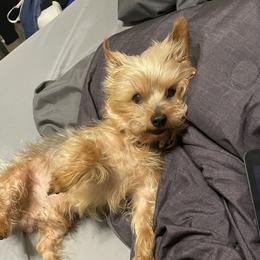 Teddy - Yorkshire Terrier
