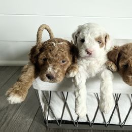 Labradoodle Puppies from Uintah Basin Doodles