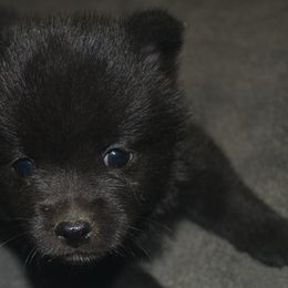 Schipperke Puppies from Delilah's Schipperkes