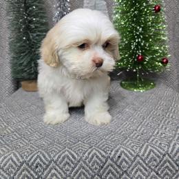 Gabby - Gold and white female Shihpoo puppy in Hartville, Missouri from Petty Paws