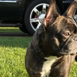 French Bulldogs from Jasu French Bulldogs