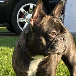 French Bulldogs from Jasu French Bulldogs