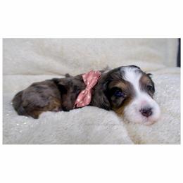 Cindy Lou - Merle female Bernedoodle puppy in Bowling Green, Ohio from Windy Creek Doodles