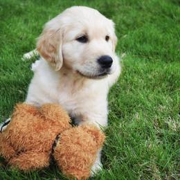 Golden Retriever Puppies from The Golden Court