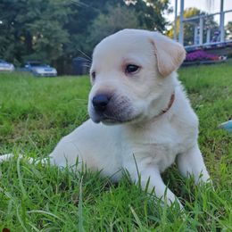 Brown Collar Male - Yellow male Labrador Retriever puppy in Reedsville, Pennsylvania from Leanna's Labradors