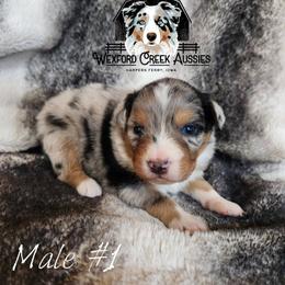 Boy 1 - Blue merle male Australian Shepherd puppy in Harpers Ferry, Iowa from Wexford Creek Aussies, LLC