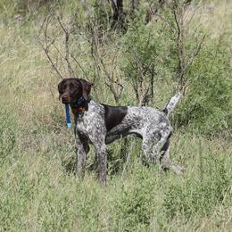 German Shorthaired Pointer and Vizsla All Grown Up from Big Country Kennels