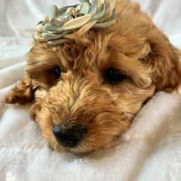 Winter - Red and white female Cockapoo puppy in Adrian, Oregon from ApplebyFarm