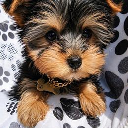 Papi - Black and tan male Yorkshire Terrier puppy in North Huntington, Pennsylvania from Charz Dollz