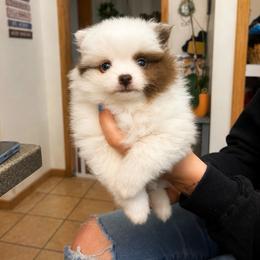 Woody - White male Pomeranian puppy in Mc Henry, Illinois from Pomeranians