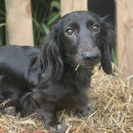 Ozzy - Dachshund