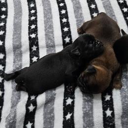 Reserved - Black female Brussels Griffon puppy in Fyffe, Alabama from BamaBrussels