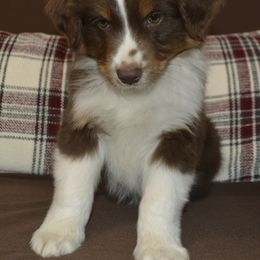 Wink - Miniature American Shepherd puppy from 74 Ranch Minis