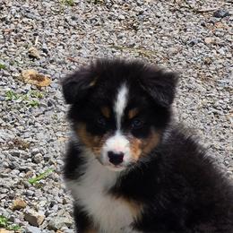 Coal - Black tri-color male Australian Shepherd puppy in Mount Clare, West Virginia from Pineview Farms Australian Shepherds