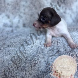 Hazel - Piebald female Dachshund puppy in Lufkin, Texas from CSW Dachshunds