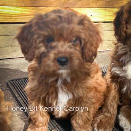 Carolyn - Red female Cavapoo puppy in Maple Grove, Minnesota from Honey Bit Kennels