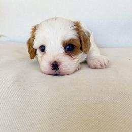 Noah - Blenheim male Cavapoo puppy in Van Alstyne, Texas from Home Grown Puppies