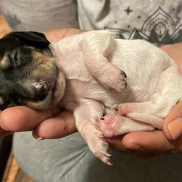 Dachshund Puppies from L & J Kennel
