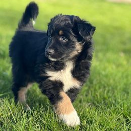 Miniature Australian Shepherd and Toy Australian Shepherd Puppies from Kickapoo Creek Toy & Mini Aussies