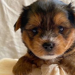 Yorkshire Terriers from Lala & Co.