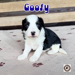 Goofy - male Golden Mountain Doodle puppy in Banner Elk, North Carolina from Walnut Tree Bernedoodles