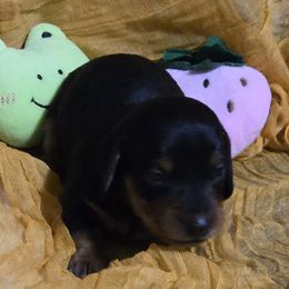 Girl 5 - Dachshund puppy from Neeley Family's Weenies