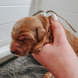 Rain - Apricot female Goldendoodle puppy in Everett, Washington from Big Top Doodles