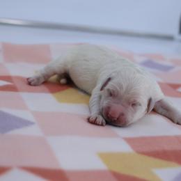 Teal Female - Light golden female Golden Retriever puppy in Lakewood, California from Cloud Nine Kennel