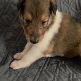 Diane - Sable and white female Collie puppy in Yulee, Florida from Three Collie Farm