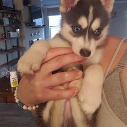 Pomsky Puppies from Bluebonnet Pomskies