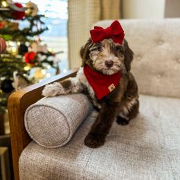 Goldendoodle Puppies from The W Doods