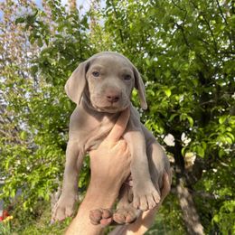 "Spruce" Weimaraner Puppies from Baird Weims - AKC registered