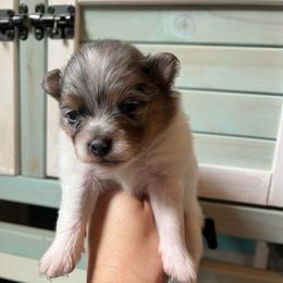 Faith - Blue merle female Pomeranian puppy in Waller (Northwest Of Houston), Texas from Blue Cottage Pomeranians