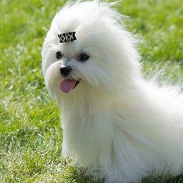 Biewer Terriers and Maltese from JoDi's Maltese and Biewer Terriers