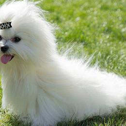 Biewer Terriers and Maltese from JoDi's Maltese and Biewer Terriers