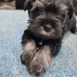 Leo - Salt and pepper male Miniature Schnauzer puppy in Oneonta, Alabama from Harbinger Miniature Schnauzers