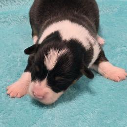 GLORIA fluffy tail docked - Black and tan female American Corgi puppy in Walker, Iowa from Double K Corgis
