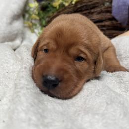 Male 6 - Yellow male Labrador Retriever puppy in Wardensville, West Virginia from Sager’s Labrador Puppies