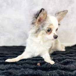 Furby - Merle female Chihuahua puppy in Westport, New York from Chantilly chihuahuas