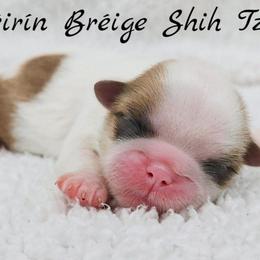 AKC Gold and White Parti Female - Gold and white female Shih Tzu puppy in Las Vegas, Nevada from Beirin Breige Shih Tzus