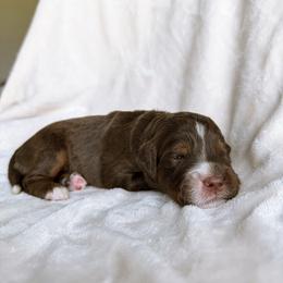 Clover - Red tri-color female Aussiedoodle puppy in Burbank, Ohio from Berns & Doodles