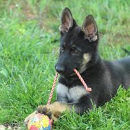 Kala - German Shepherd