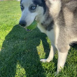Spirit - Siberian Husky