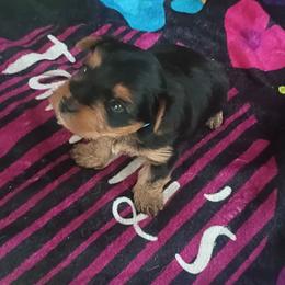 Harold - Black and tan male Yorkshire Terrier puppy in Jacksonville, Arkansas from Royal Yorkie Terrier
