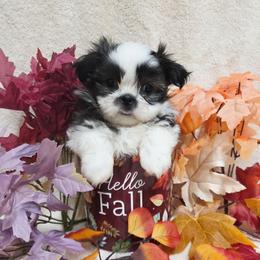 Brindle Spotted Girl - Brindle and white female Shih Tzu puppy in Vinita, Oklahoma from Locust Creek Shih Tzu & Havanese