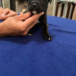 Staffordshire Bull Terrier Puppies from Miguel's Staffordshire Bull Terriers